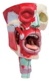 鼻、口、咽喉腔分解模型